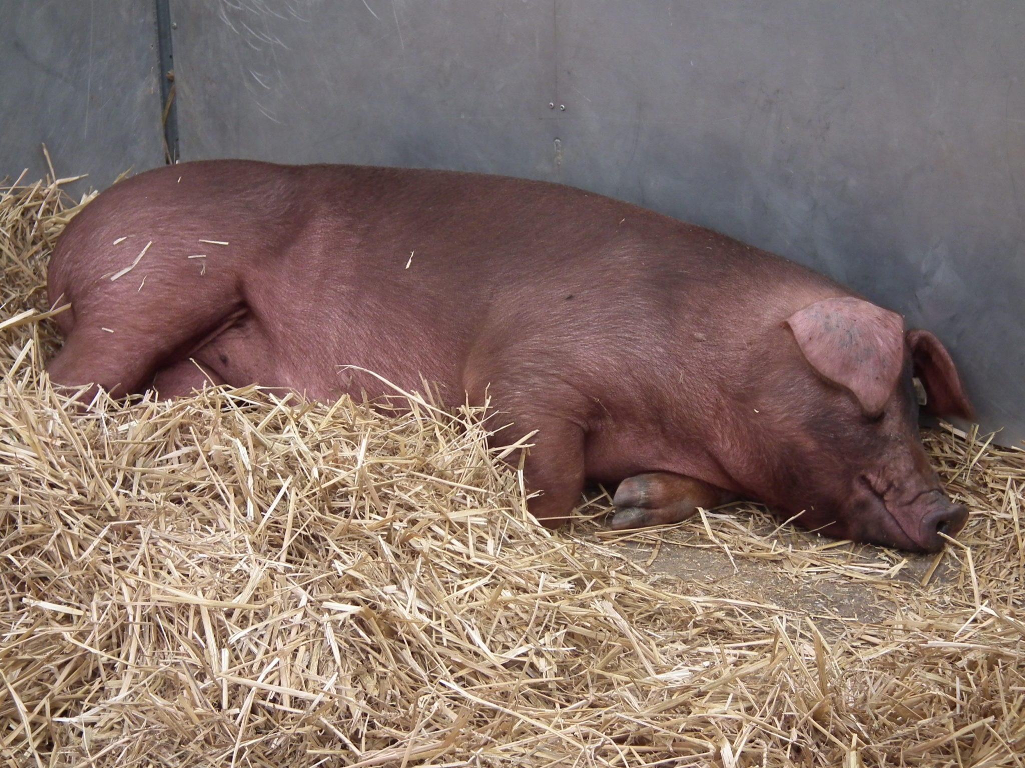 Duroc